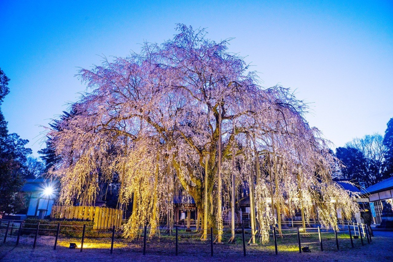 🌳 아스와야마 공원 (足羽山公園) 이미지 1